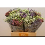 Limonium Parkjuur V Diamond MIX in bucket 60cm
