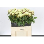 Paeonia Pojeng Snow Princess 60cm