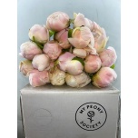 Paeonia Pojeng Moon Over Barrington 50-55cm