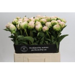 Paeonia Pojeng Moon Over Barrington 60cm