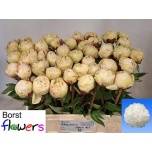 Paeonia Pojeng Class Act 55cm