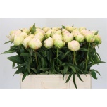 Paeonia Pojeng Brother Chuck 55cm