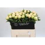 Paeonia Pojeng Brother Chuck 60cm
