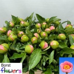 Paeonia Pojeng Salmon Saucer 50-55cm
