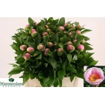 Paeonia Pojeng Salmon Saucer 60cm