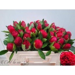 Paeonia Pojeng Belgravia 45cm
