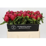 Paeonia Pojeng Belgravia 50-55cm