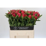Paeonia Pojeng Belgravia 60cm