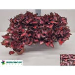 Begonia Begoonia bela inca night 12cm