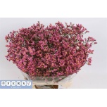 Limonium Parkjuur V Princess Diamond 70-75cm