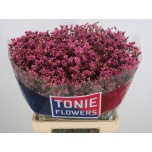 Limonium Parkjuur V Princess Diamond 70cm