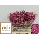 Limonium Parkjuur V Princess Diamond 70-75cm