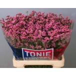 Limonium Parkjuur V Princess Diamond 70cm