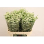 Limonium Parkjuur V Cool Diamond 80cm