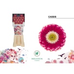 Gerbera MINI Diamond Cassis*20