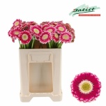 Gerbera MINI Diamond Cassis*20