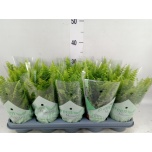 Nephrolepis Nefroleep Green Moment 12cm