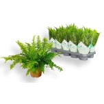 Nephrolepis Nefroleep Green Moment 12cm