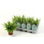 Nephrolepis Nefroleep Green Moment 12cm