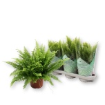 Nephrolepis Nefroleep green moment 17cm