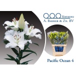 Lilium Liilia OR Pacific Ocean 90cm