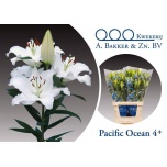 Lilium Liilia OR Pacific Ocean 95cm