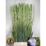 Gladiolus Gladiool Sweet Blue