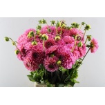 Dahlia Daalia Dec Pink Runner 55cm