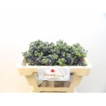 Eryngium Ogaputk Magical Purple Stars 45cm
