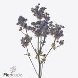 Eryngium Ogaputk Magical Purple Stars 50cm