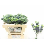 Eryngium Ogaputk Magical Purple Stars 50cm