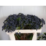 Viburnum Blueberry Hill Lodjapuu 50cm
