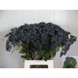 Viburnum Blueberry Hill Lodjapuu 50cm