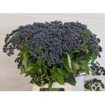 Viburnum Lodjapuu Blueberry Hill 65cm
