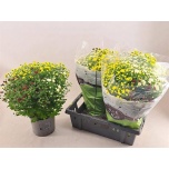 Chrysanthemum indi Krüsanteem jasoda mix in pot 19cm