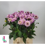 Dahlia Daalia Ball Genova 45cm
