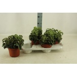 Kalanchoe Kalanhoe other 17cm