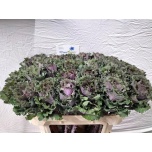 Brassica Kapsas Bogdana 70cm