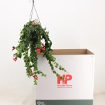Aeschynanthus rasta xl 15cm