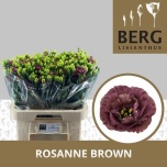 Eustoma Preeriakell Rosanne Deep Brown (Berg Lisianthus)