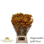 Anigozanthos Kängurukäpp Gold Fever 80cm