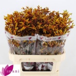 Anigozanthos Kängurukäpp Gold Fever 80cm