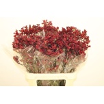 Anigozanthos Kängurukäpp Early Spring 80cm