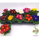 Primula ac Priimula paradiso mix 10,5cm