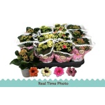 Kalanchoe Kalanhoe double flowered mixed bic 9cm