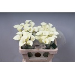 Zantedeschia Kalla Snowstar 55cm