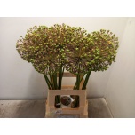 Allium Lauk Zaadbollen 70cm