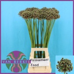 Allium Lauk Zaadbollen 80cm