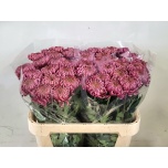 Chrysanthemum Krüsanteem BL Bislet Pink*10