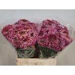 Chrysanthemum Krüsanteem BL Bislet Pink*10
